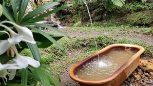 A small garden with a water feature, including a pond and a stream.