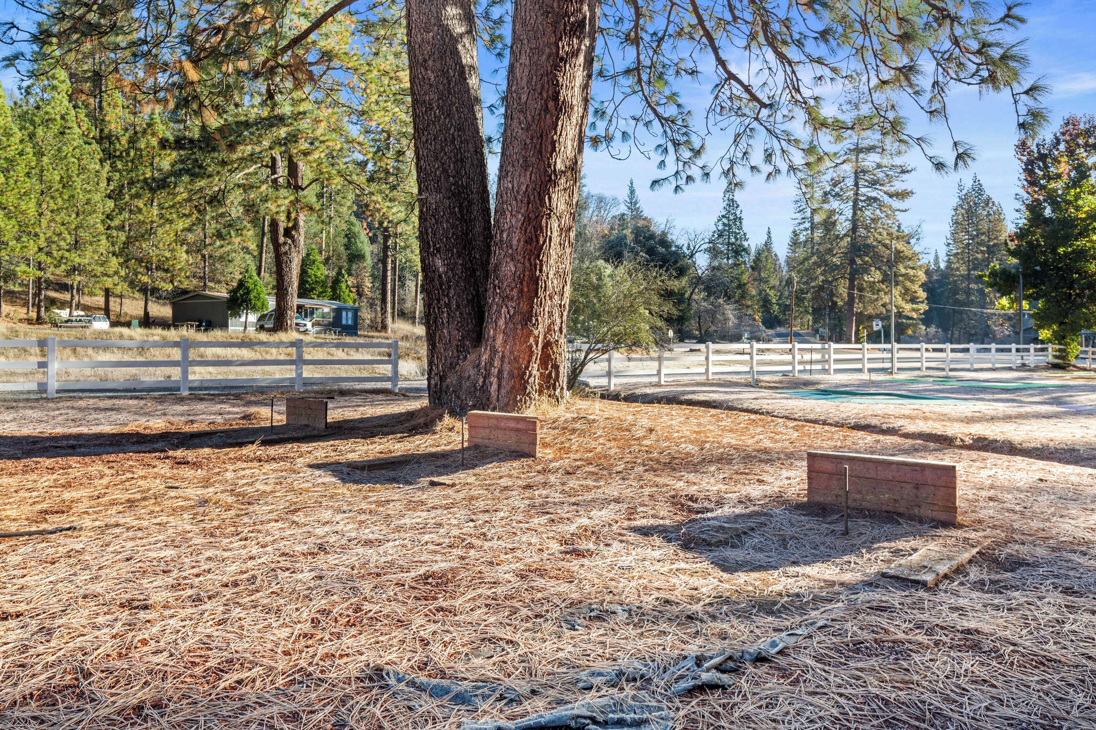 A fenced outdoor area with a dry, straw-covered ground, surrounded by tall trees and a white fence.