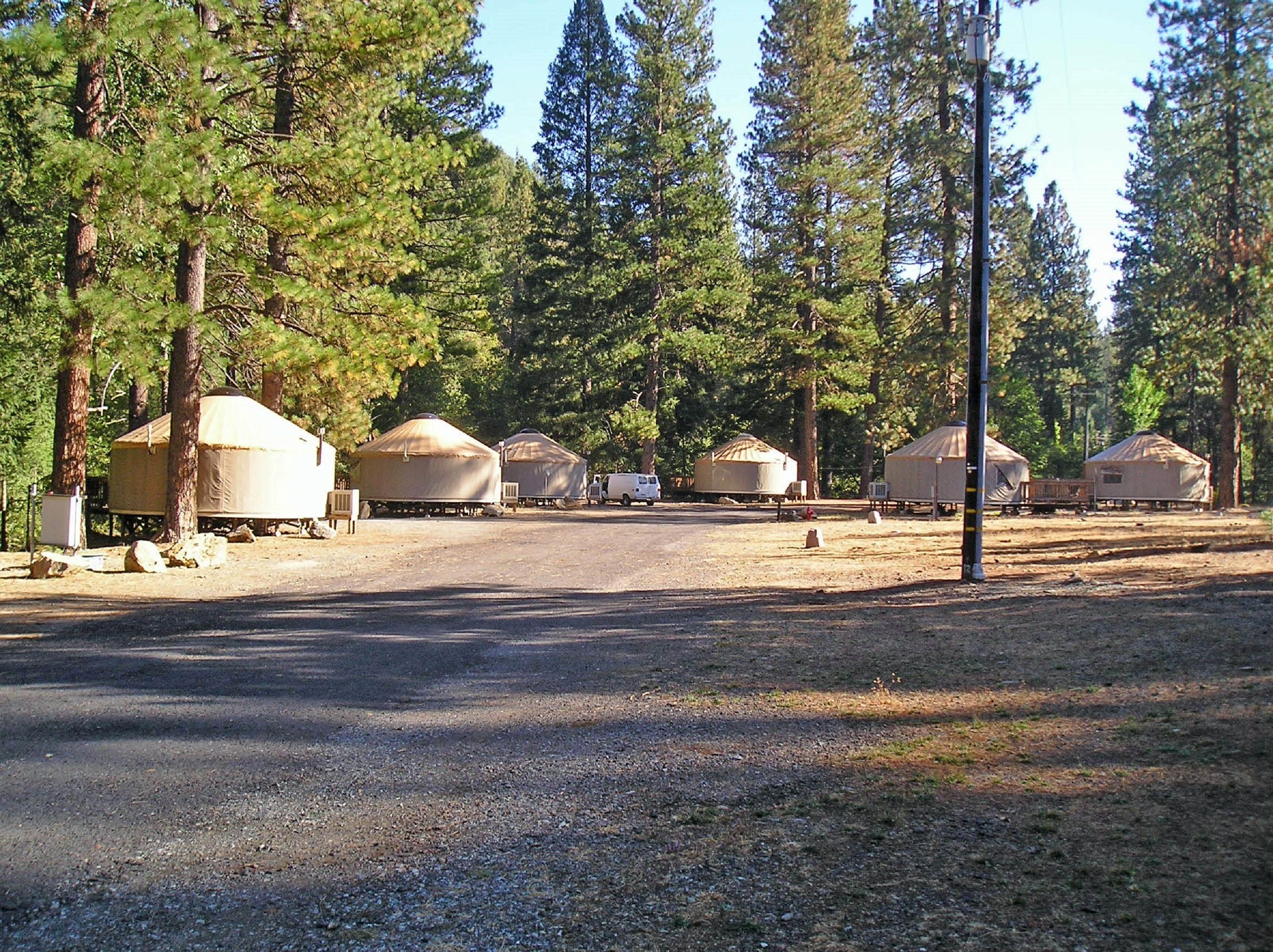 Yurts arranged in a row along a dirt road, surrounded by tall pine trees.