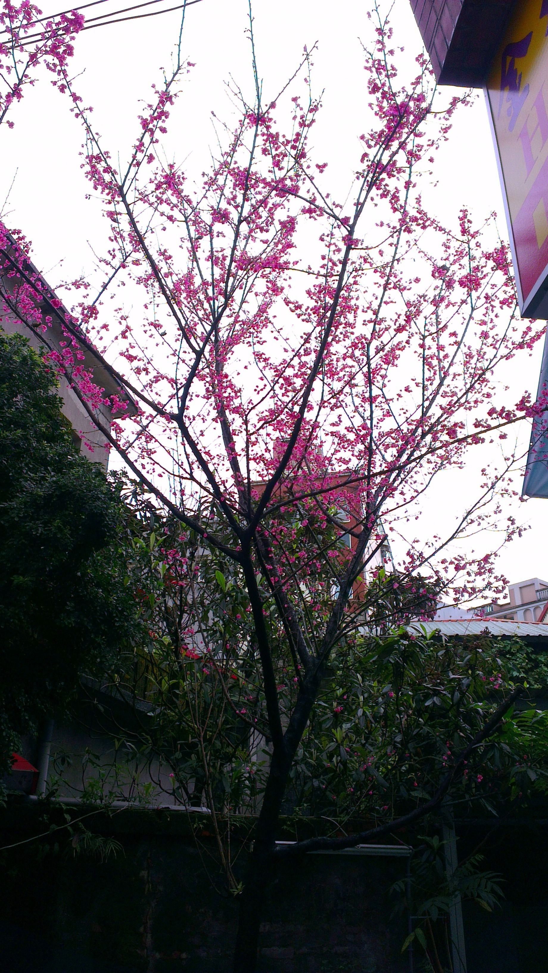 Un albero fiorito di rosa in un contesto urbano.