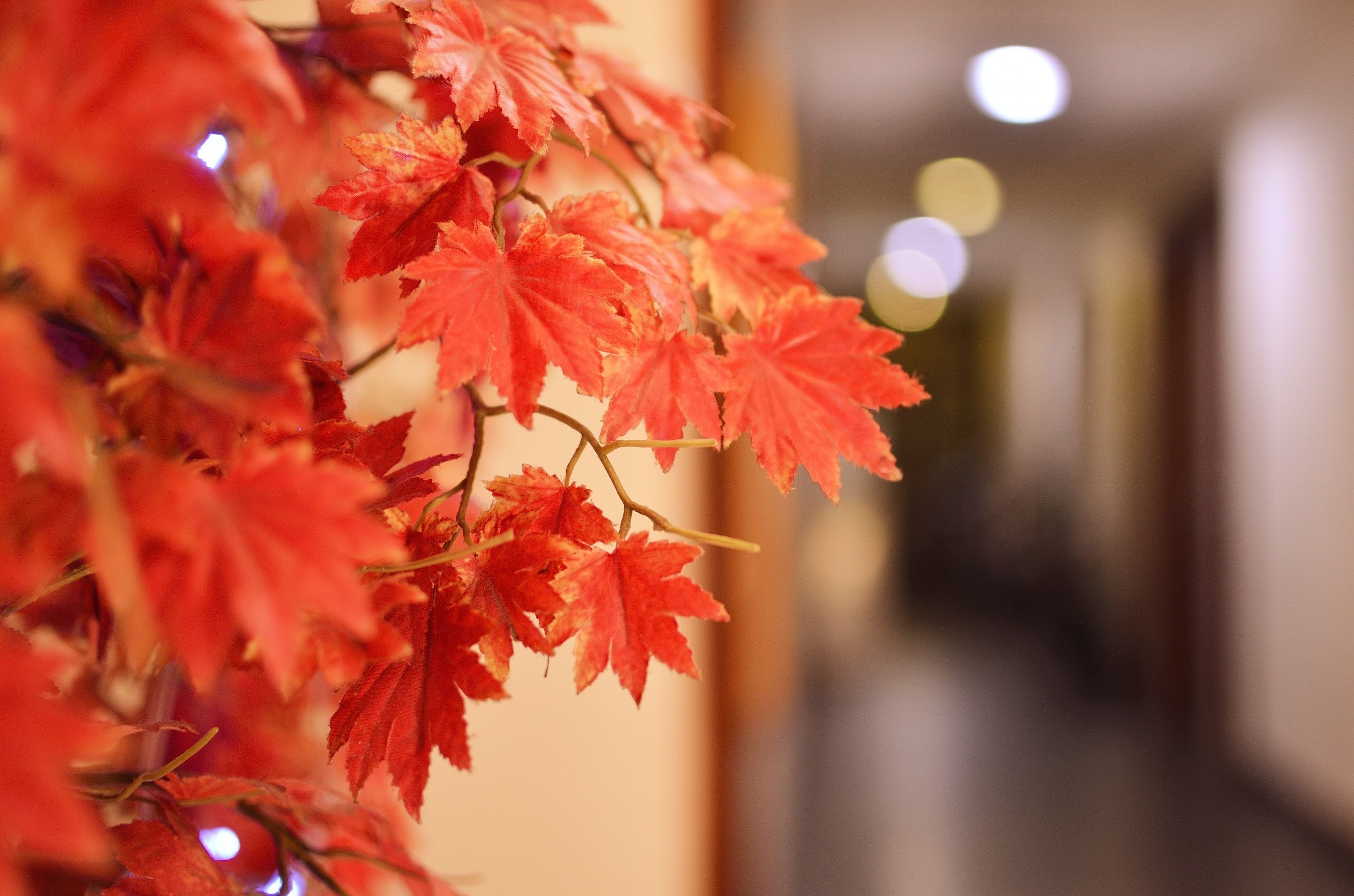 A close-up of red maple leaves.