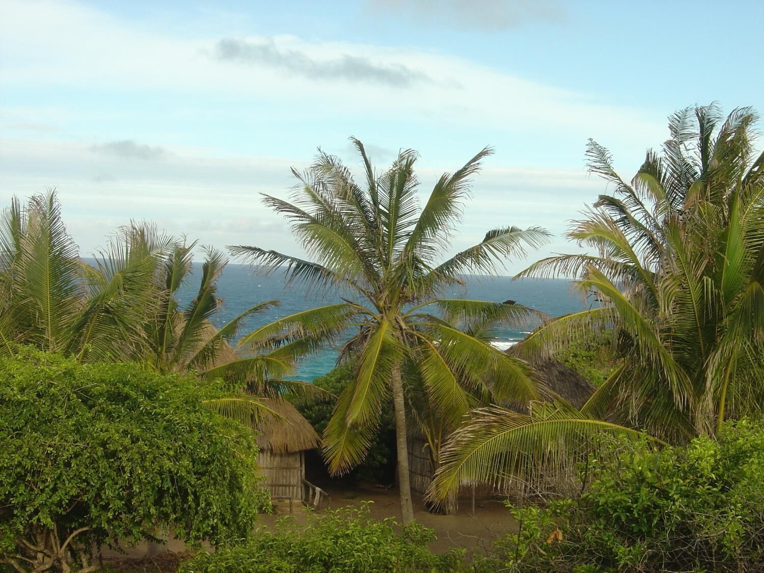 A tropical landscape with palm trees and a thatched-roof hut.
