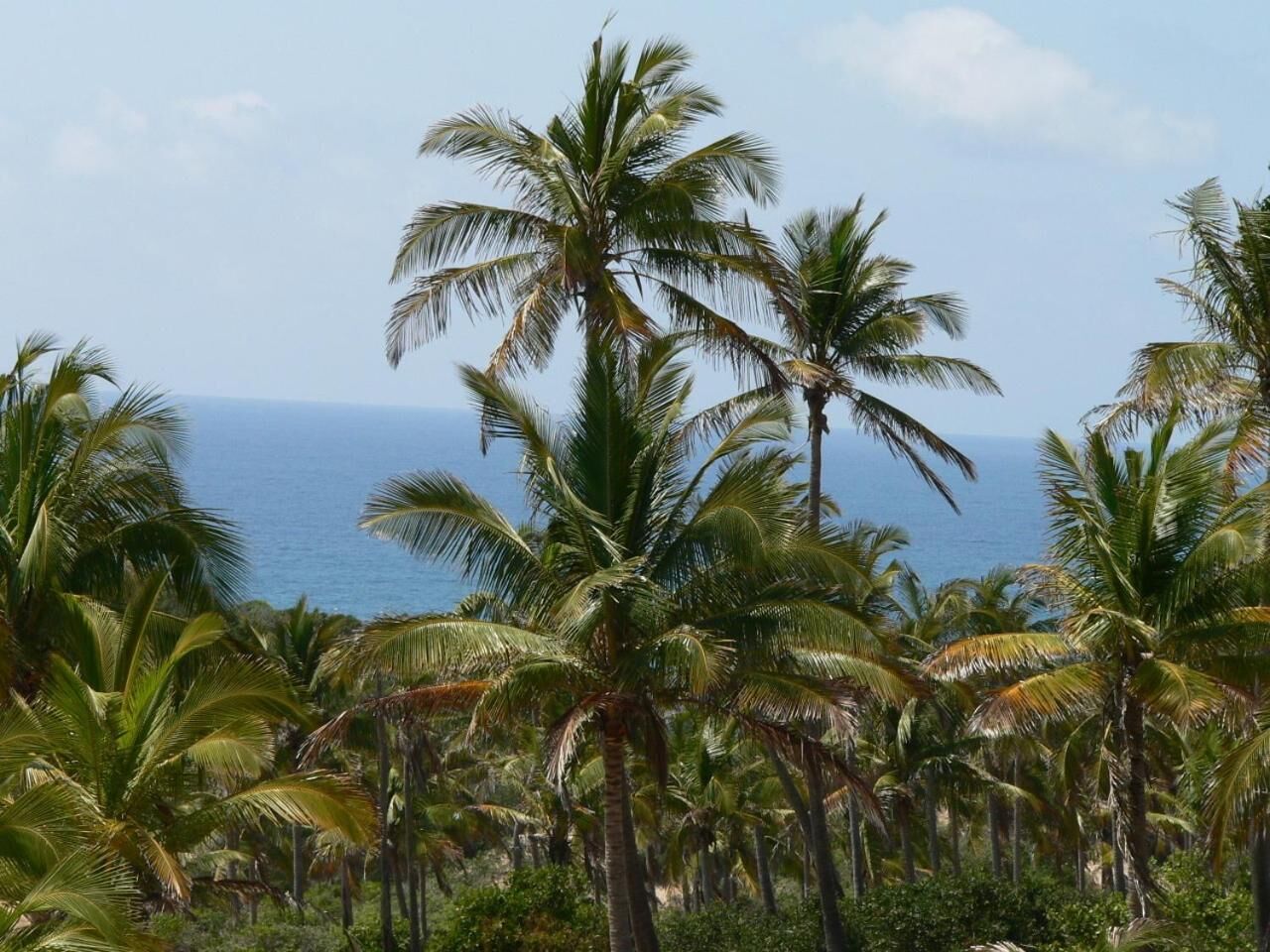 A tropical landscape with palm trees and a view of the ocean.