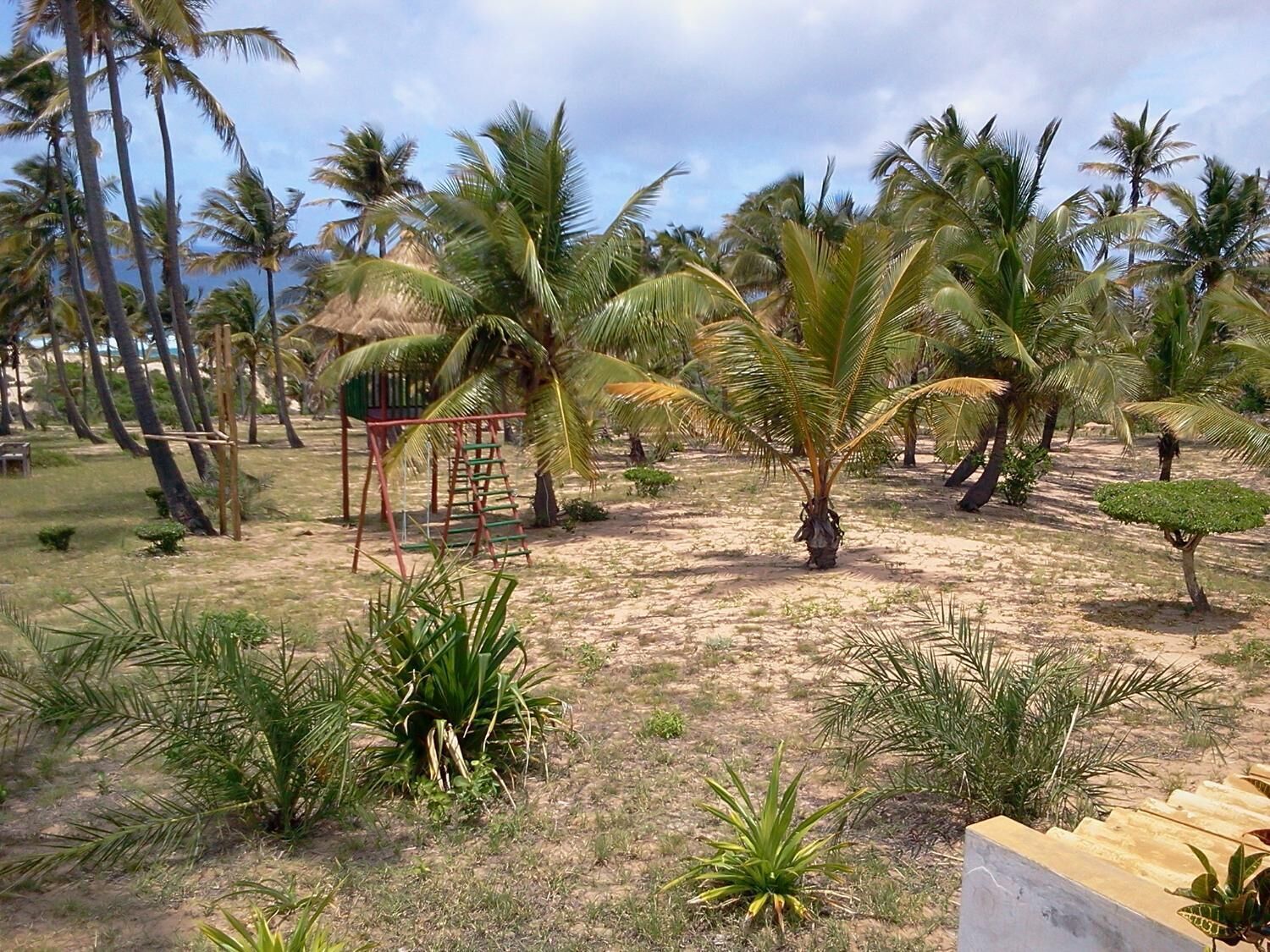 A sandy area with palm trees and a swing set.