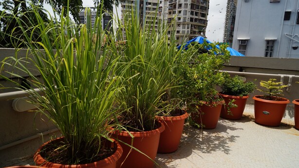 Plantas en macetas en un balcón, con un paisaje urbano de fondo.