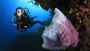 Un buceador bajo el agua cerca de un gran coral rosa.