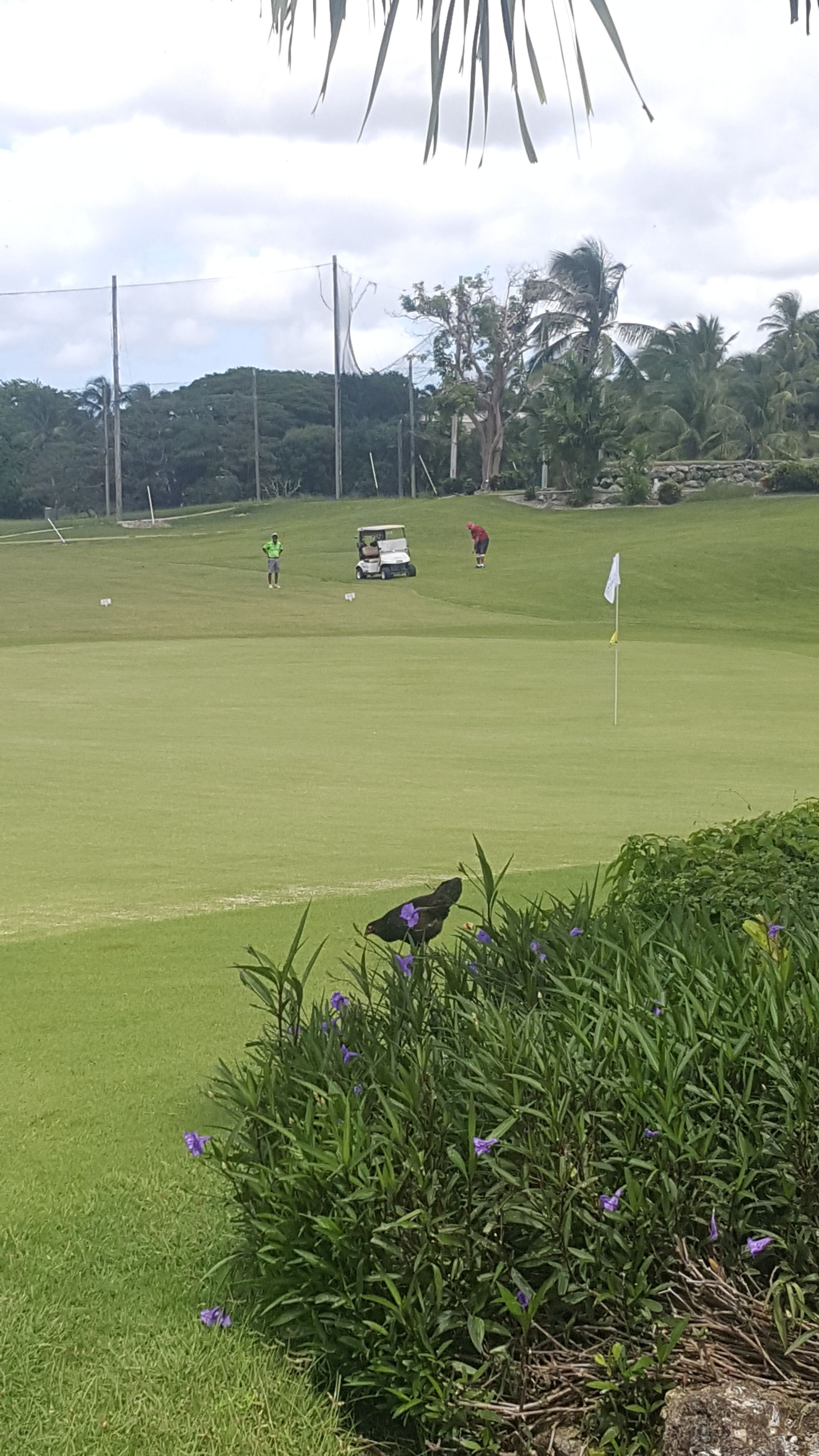 Un campo de golf con una bandera, un carrito de golf y una persona con una camisa roja.