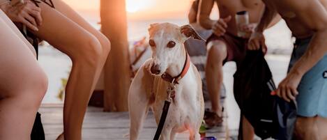 A dog on a leash in a social setting with people around.