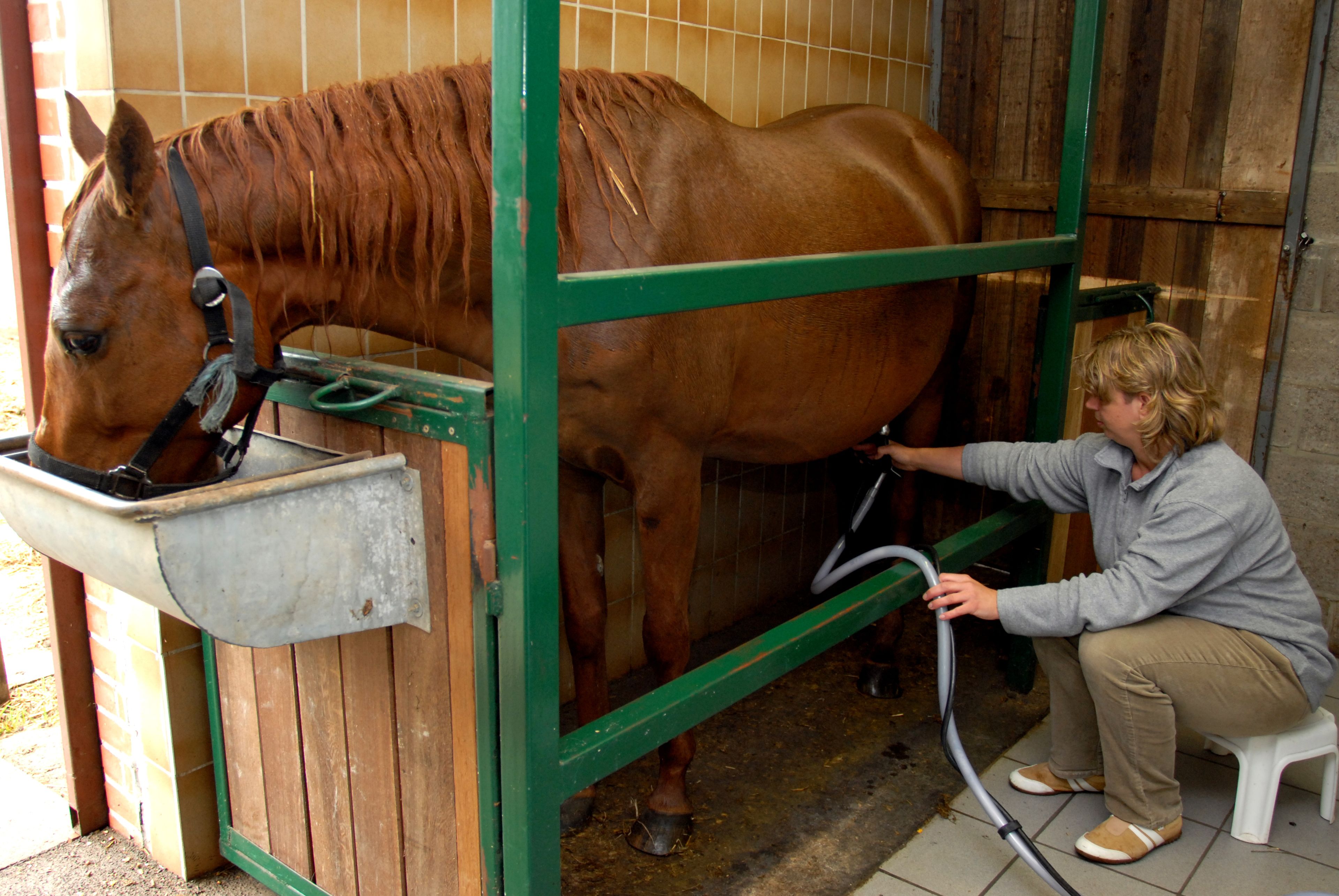 Ein Pferd in einem Stall, das von einer Person gemolken wird.