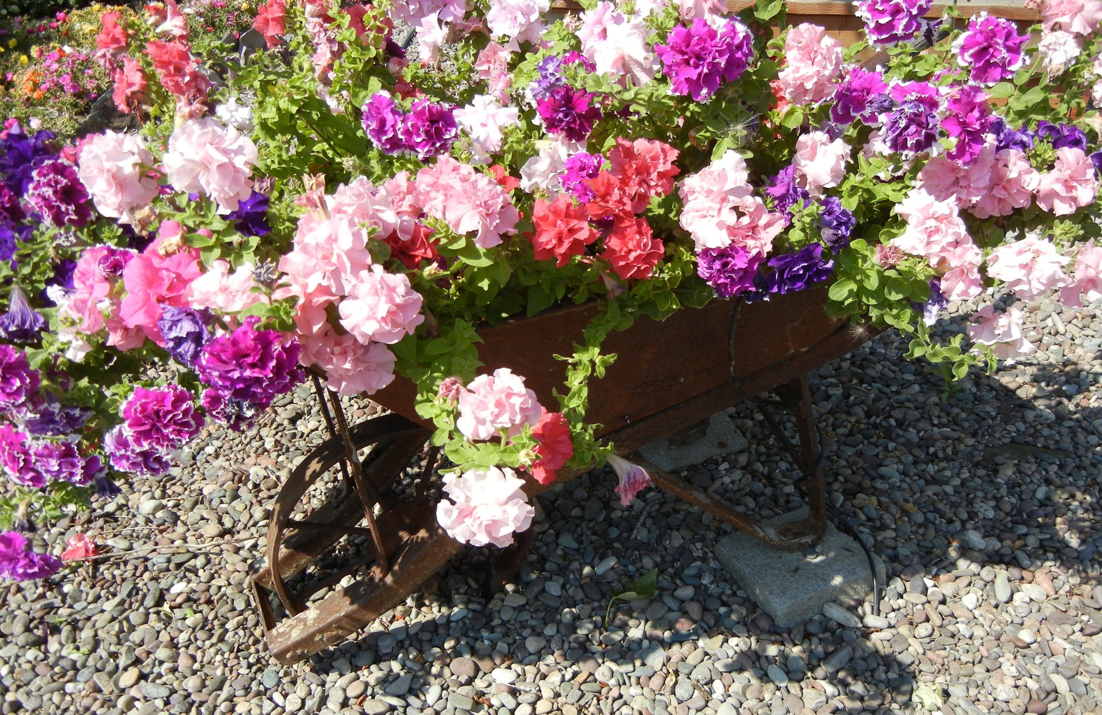 A wheelbarrow filled with colorful flowers, placed on gravel.