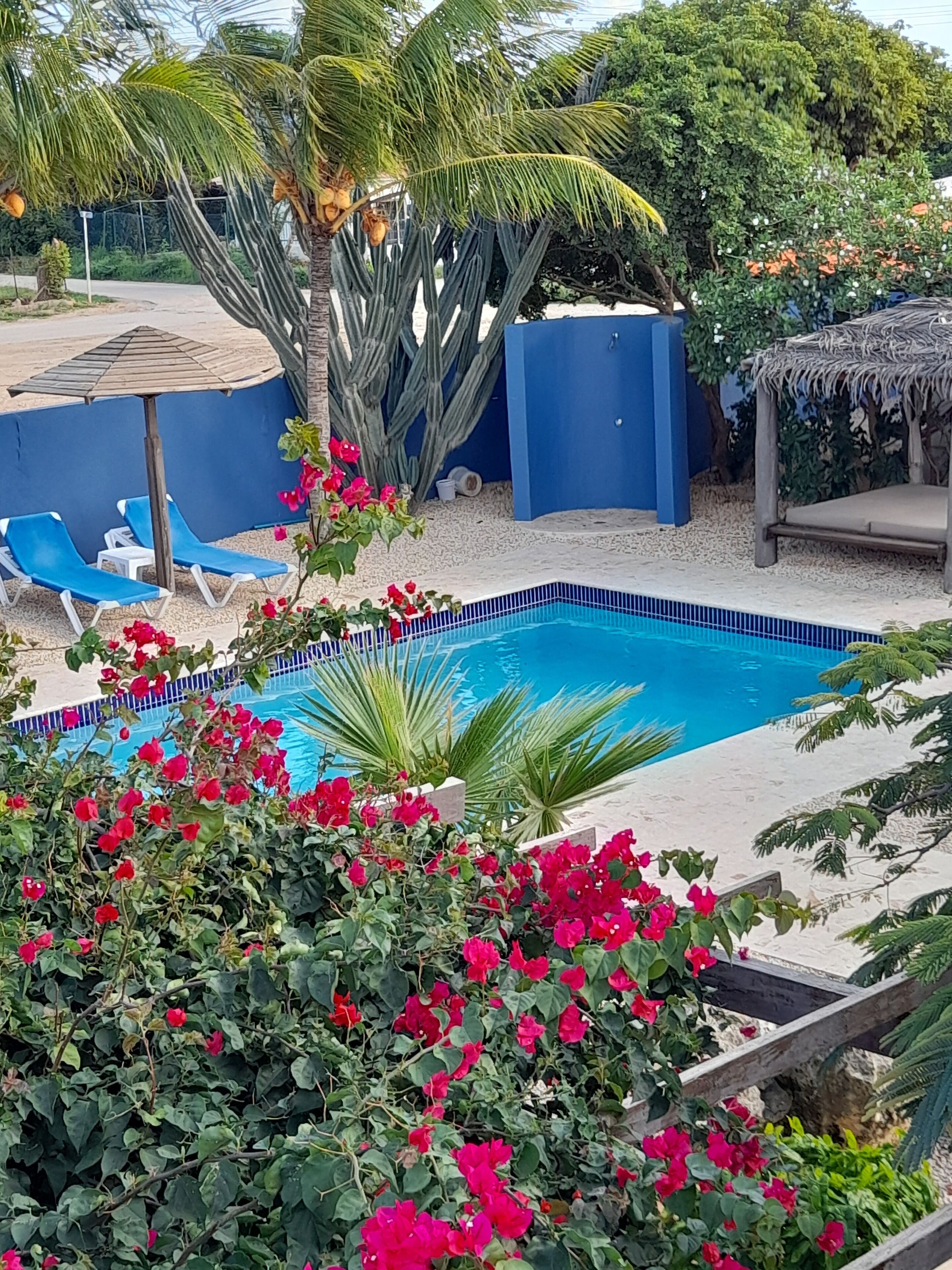 outdoor pool, pool umbrellas, pool loungers