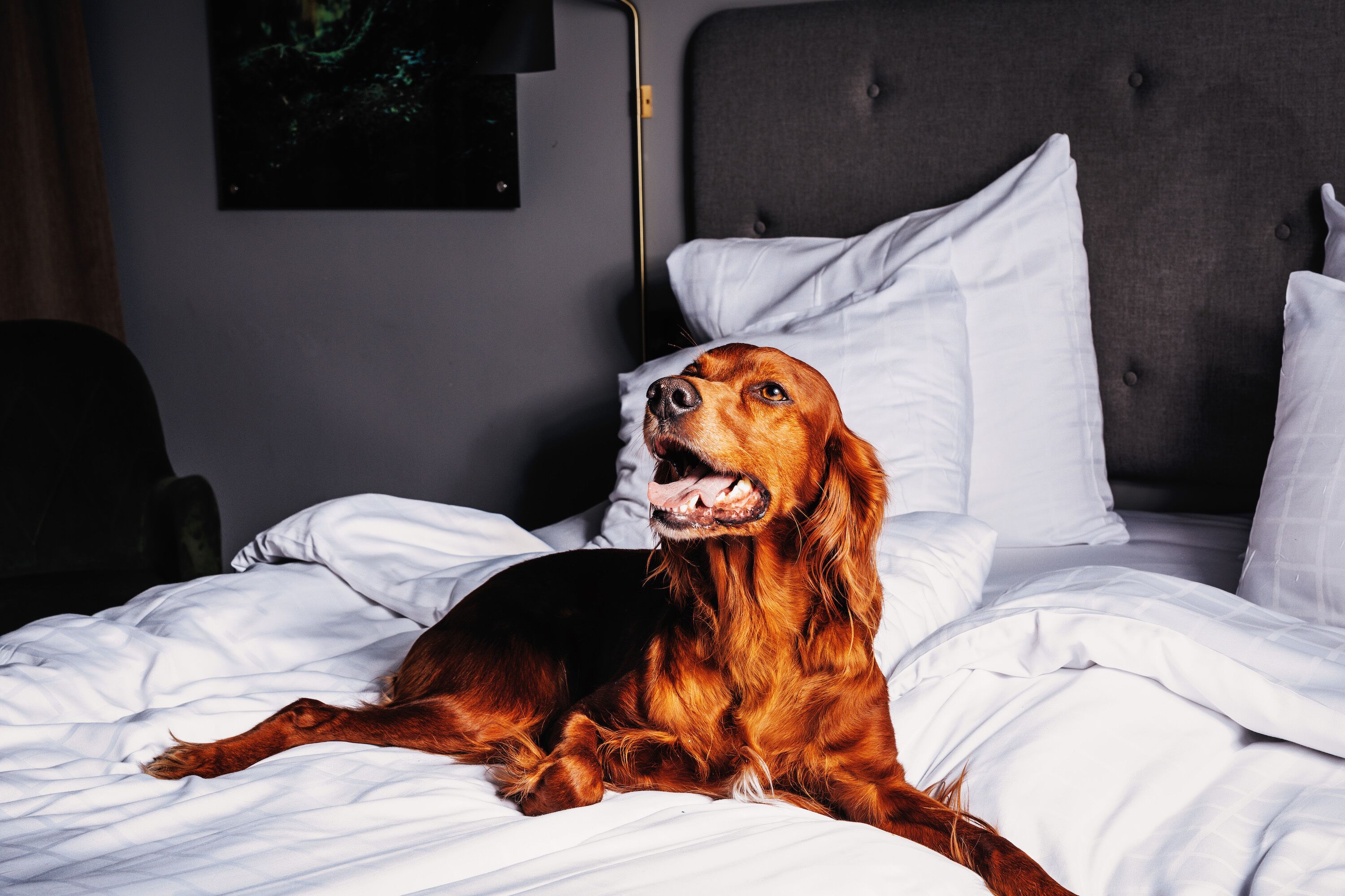 A dog lying on a bed with white bedding and a grey headboard.