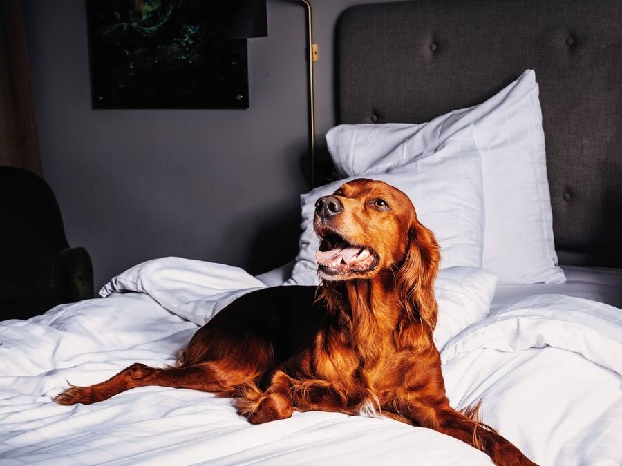 A dog lying on a bed with white bedding and a grey headboard.