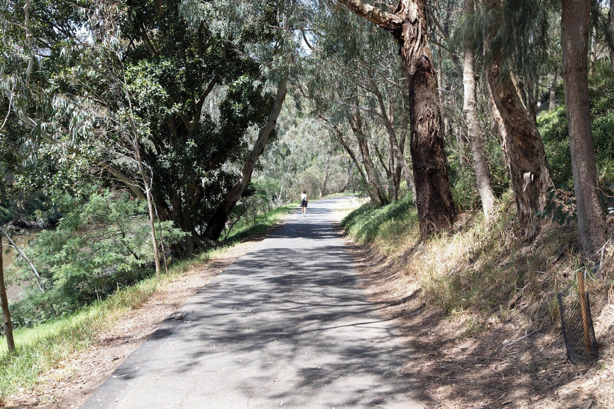 A paved road flanked by trees and vegetation, leading into the distance.