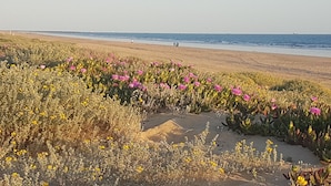 A beach with a variety of flowers and a clear view of the ocean. - Hostal Patio Andaluz (Punta Umbría)