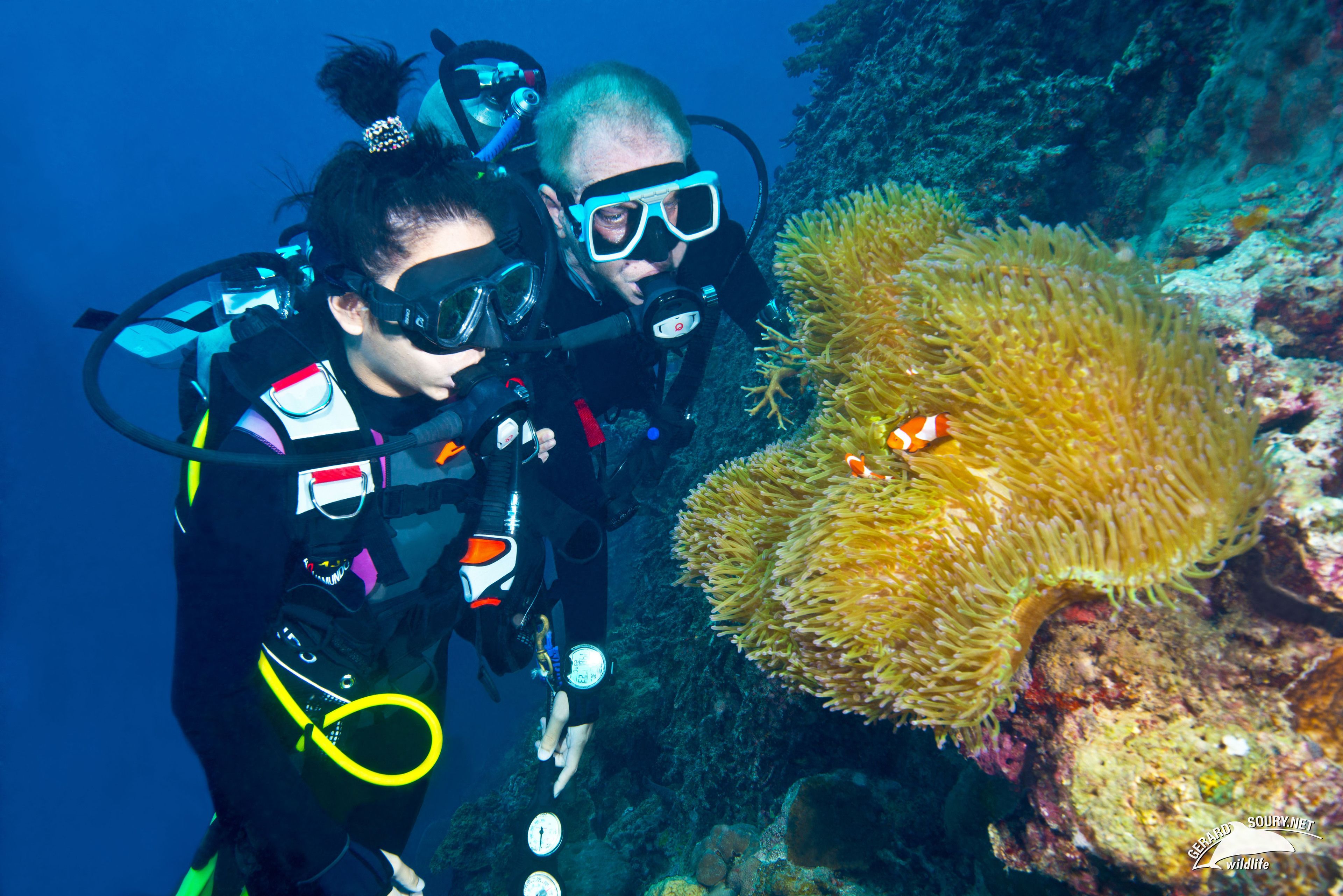 Two divers exploring an underwater reef with anemones and coral formations.