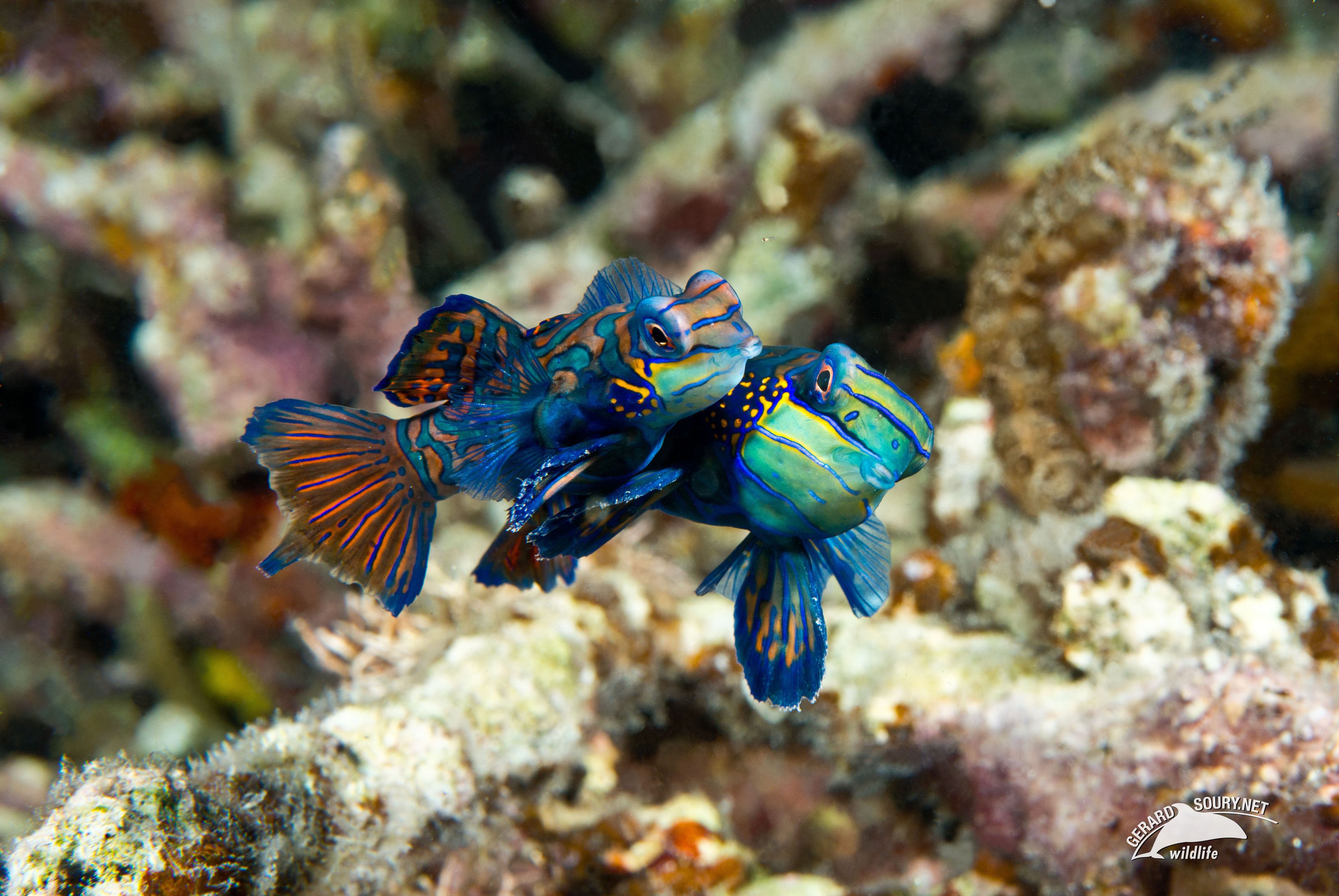 Two fish with blue and orange patterns swimming near a coral reef.