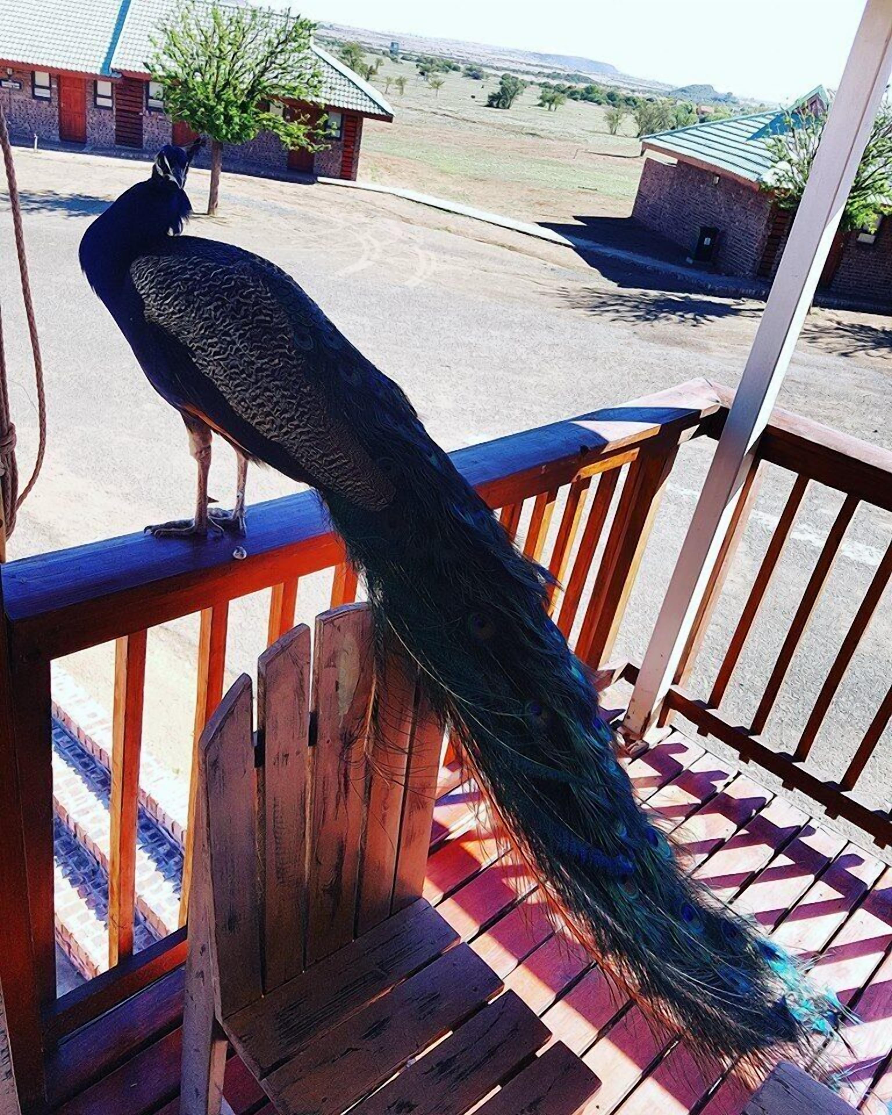 A peacock on a wooden deck with a view of a rural landscape.