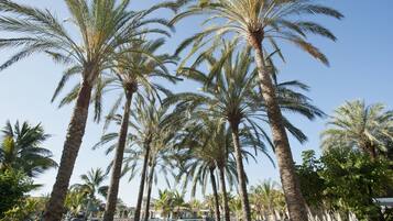 Un resort con altas palmeras, una piscina y sillones de descanso.