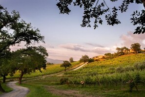 Viñedo con hileras de vides, un sendero serpenteante y árboles.