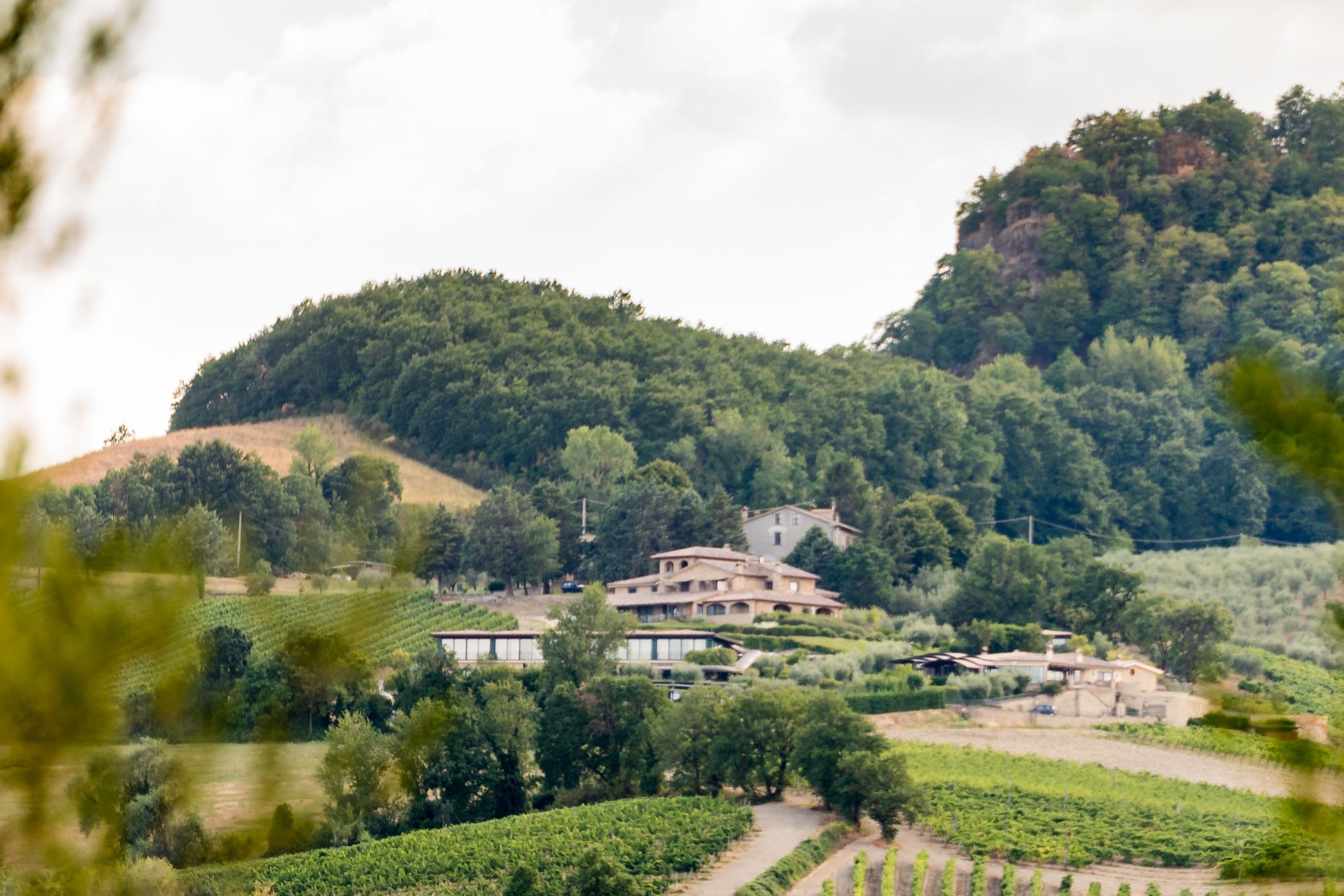 A vineyard with rows of grapevines and a large building with multiple stories, surrounded by lush greenery and hills.