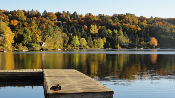 A wooden dock extending into calm water with a bird on it, surrounded by autumn-colored trees and houses in the background.