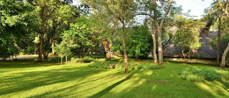 A well-maintained garden with mature trees and a neatly trimmed lawn.