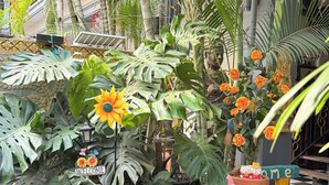 A tropical garden with various plants, a welcome sign, and a bench.
