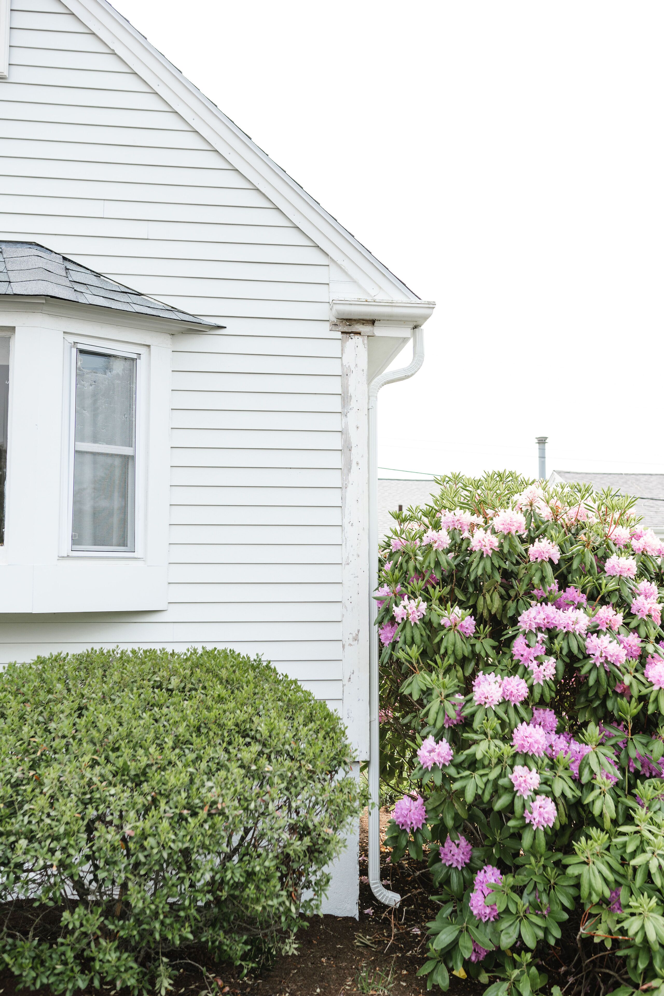 A white house with a window and a hedge of pink flowers.