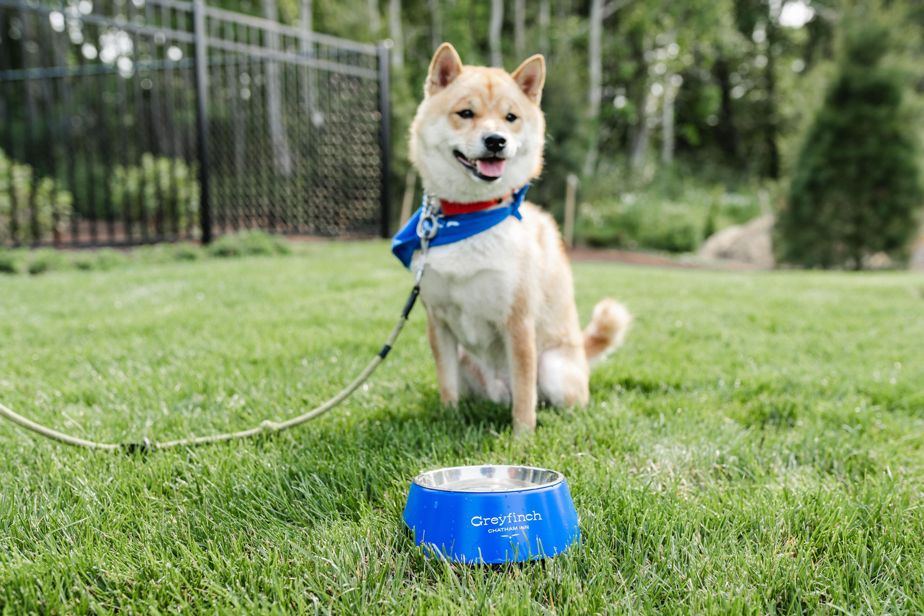 Un cane con guinzaglio e una ciotola blu su un prato.