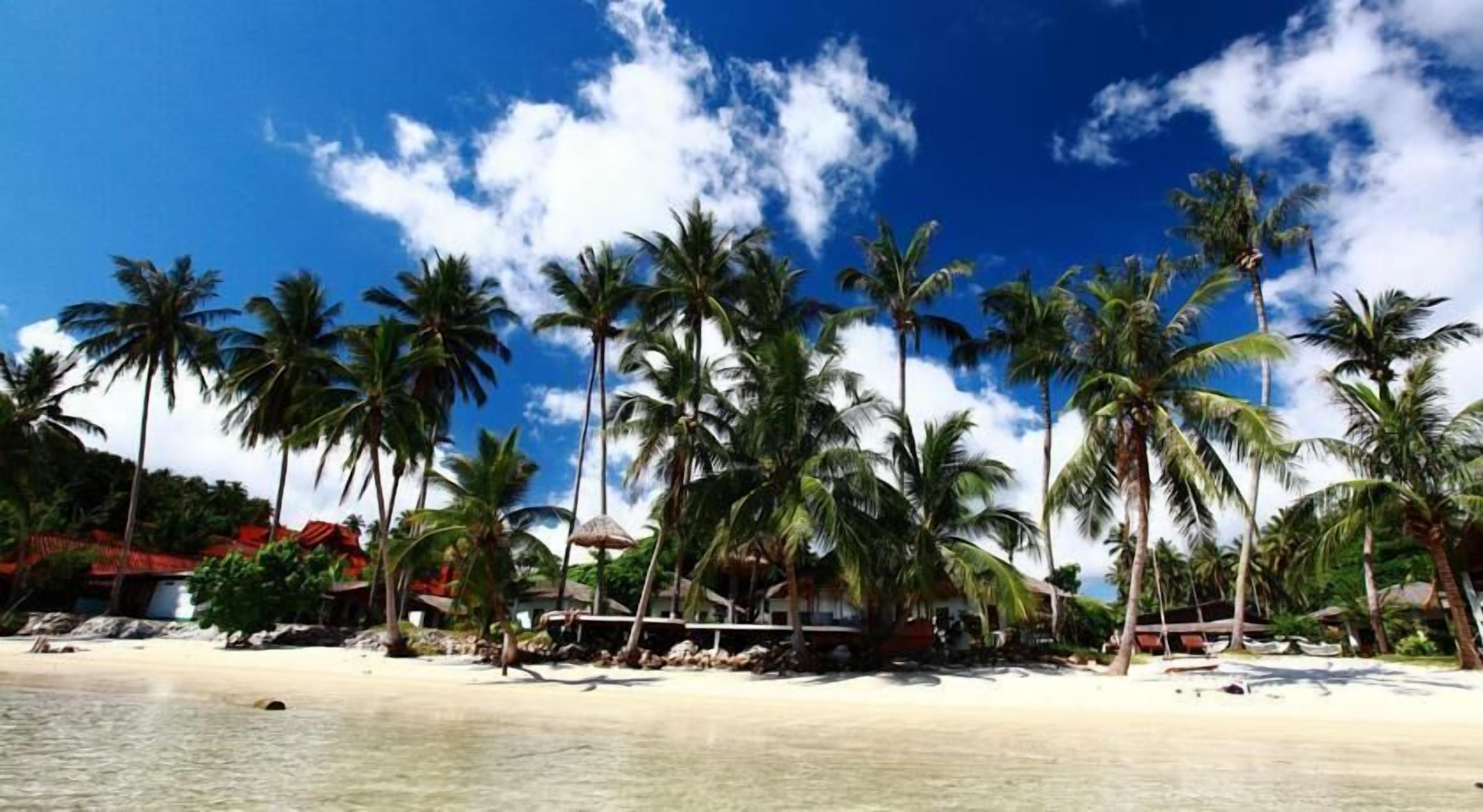 A beach with palm trees and a clear sky.