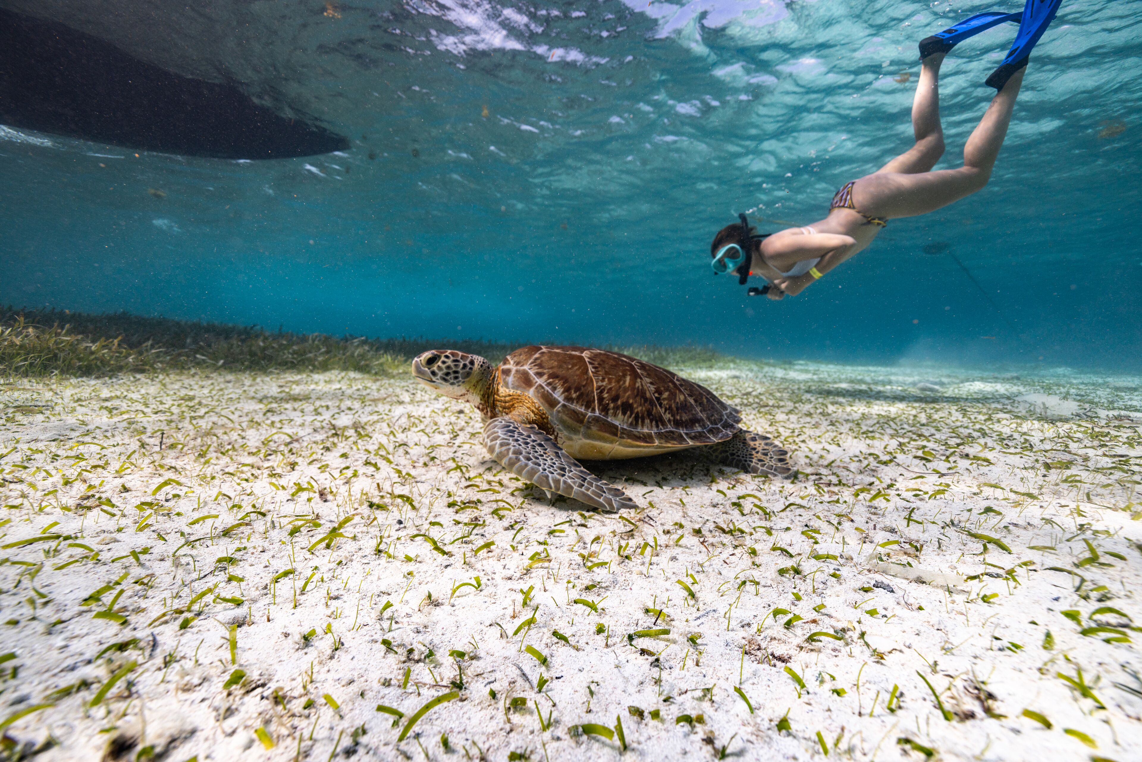 Un plongeur nage près d’une tortue au-dessus d’un fond marin sablonneux où la végétation est clairsemée.