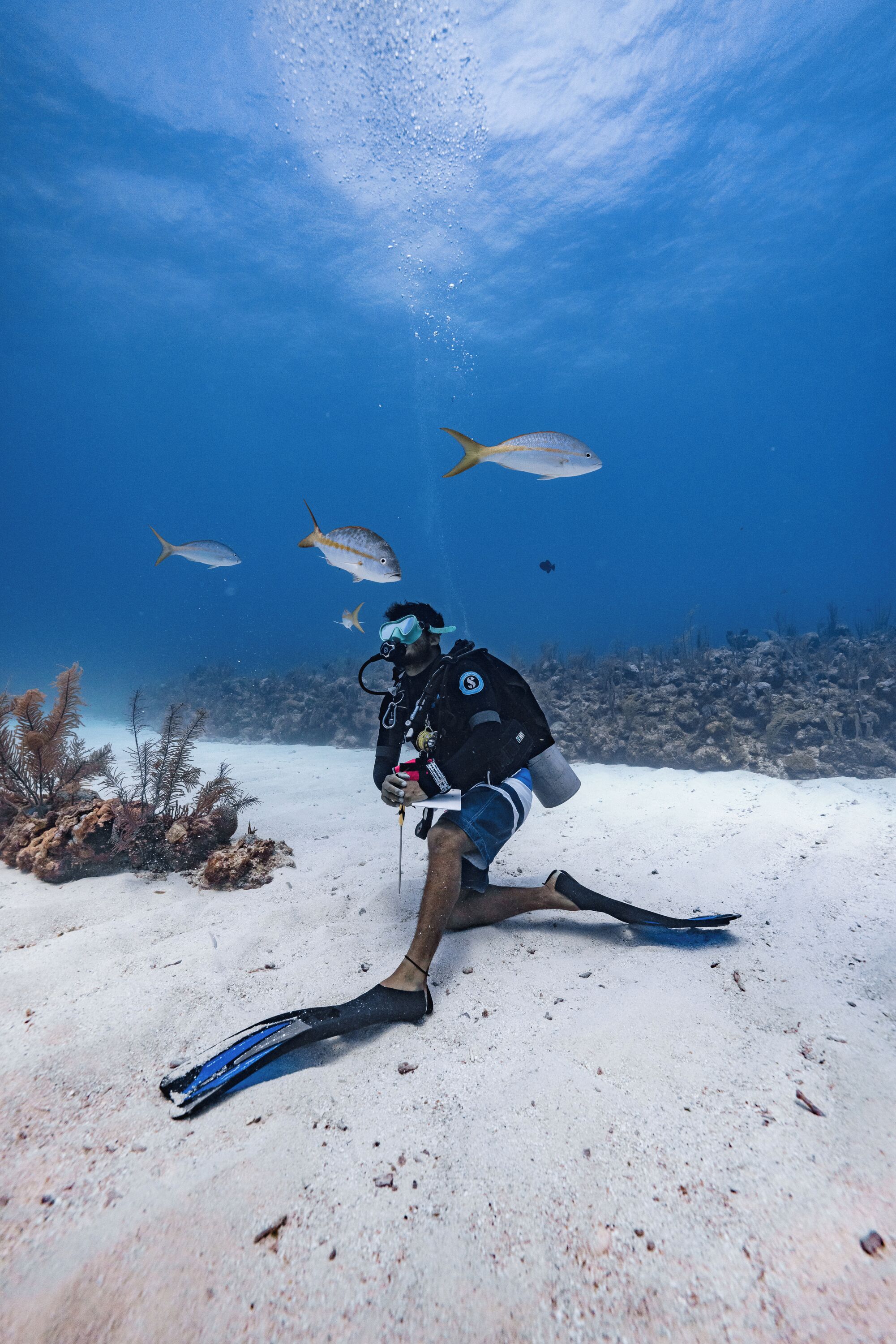 A diver on the ocean floor with fish swimming around.