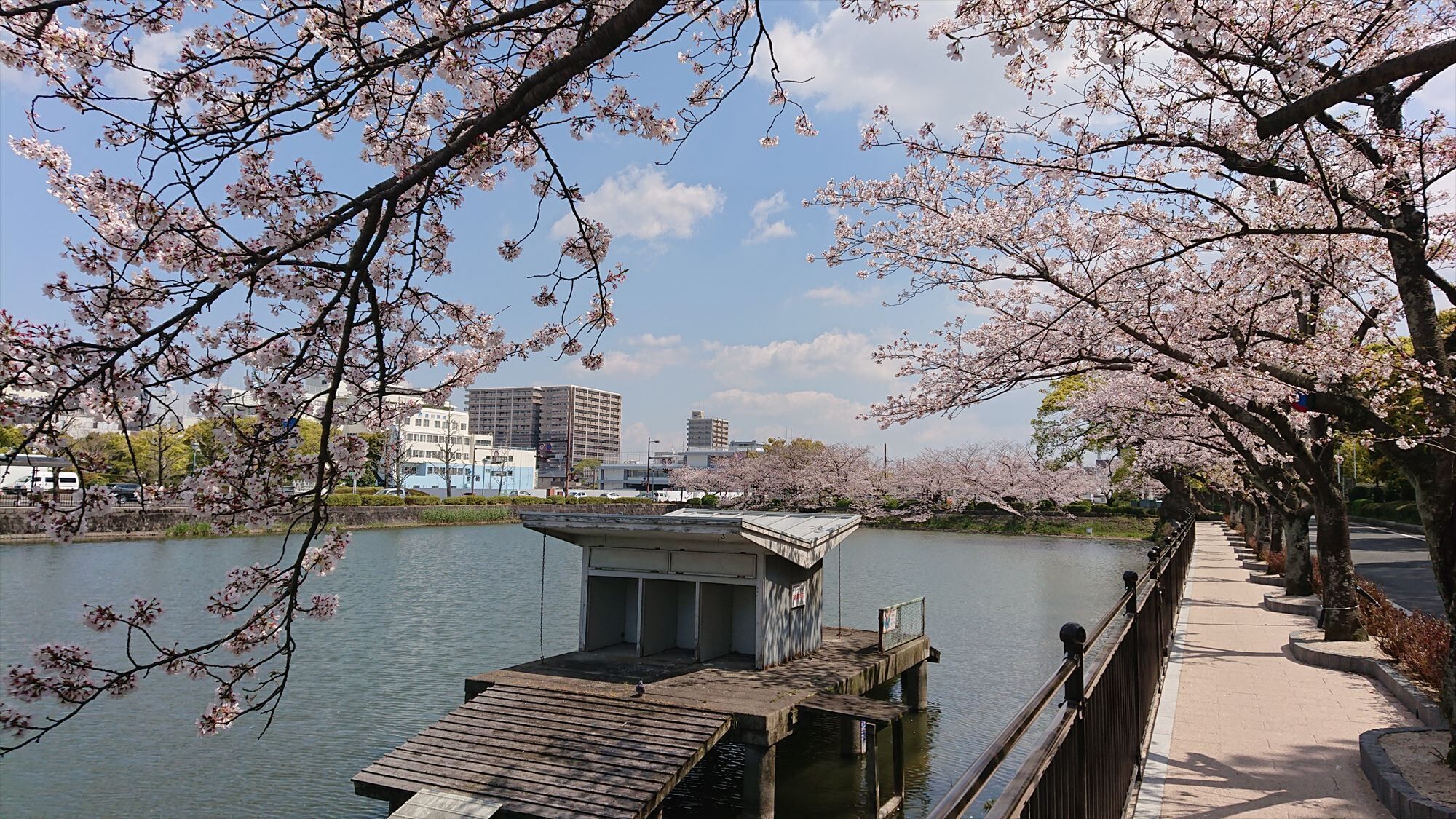 Una passeggiata lungo il fiume, con alberi di ciliegio in fiore, un pontile in legno e edifici sullo sfondo.