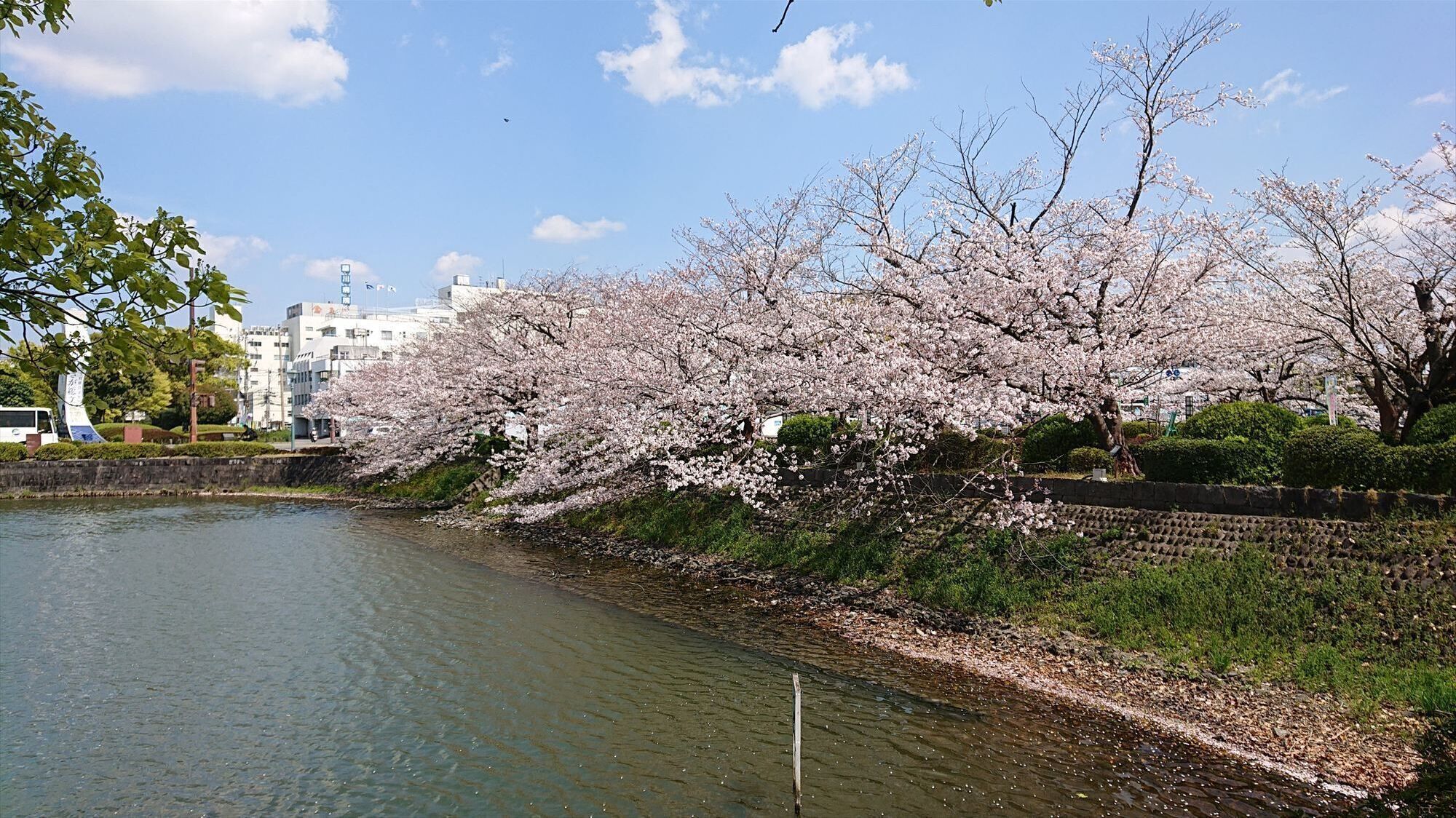 A riverside view with cherry blossoms, a stone wall, and buildings in the background.