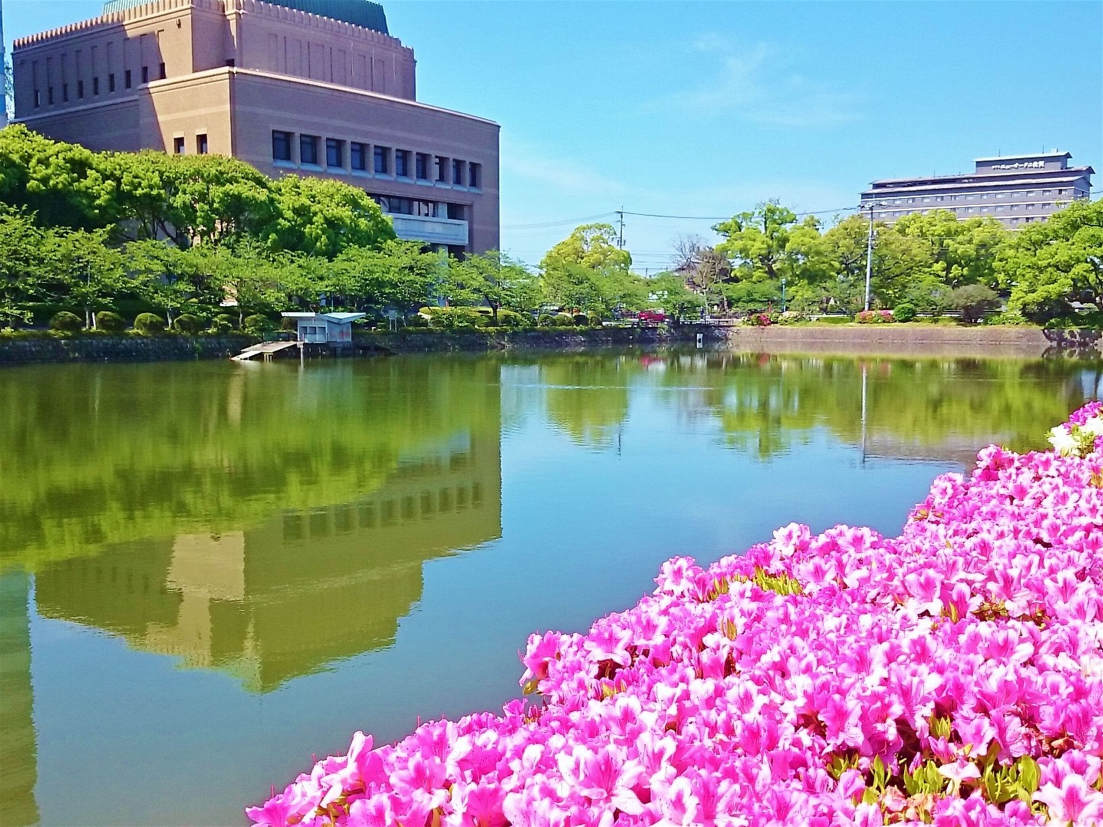Un lago sereno con flores rosadas al frente, rodeado de abundante vegetación y edificios al fondo.