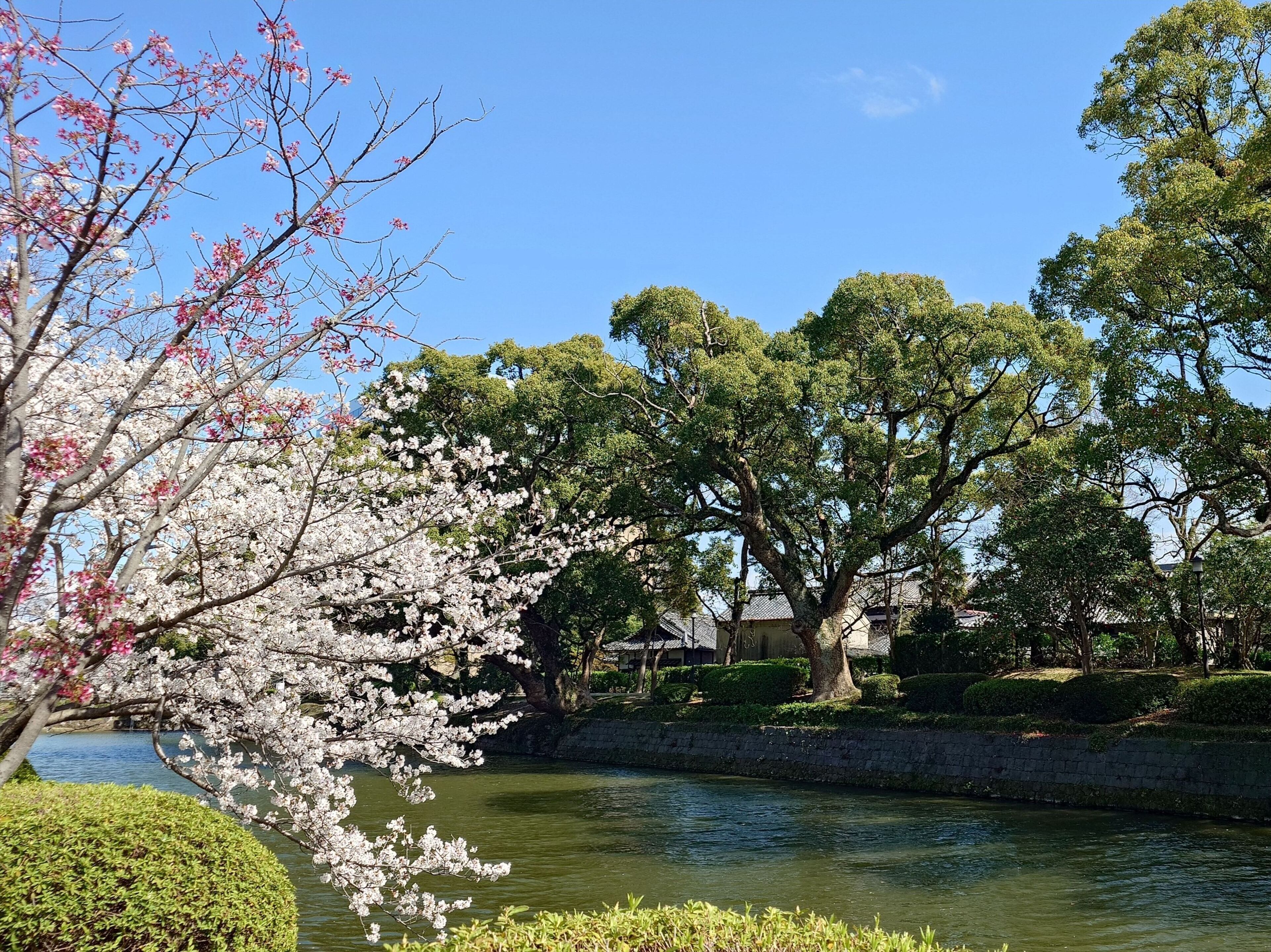 A serene riverside park with cherry blossoms and mature trees.