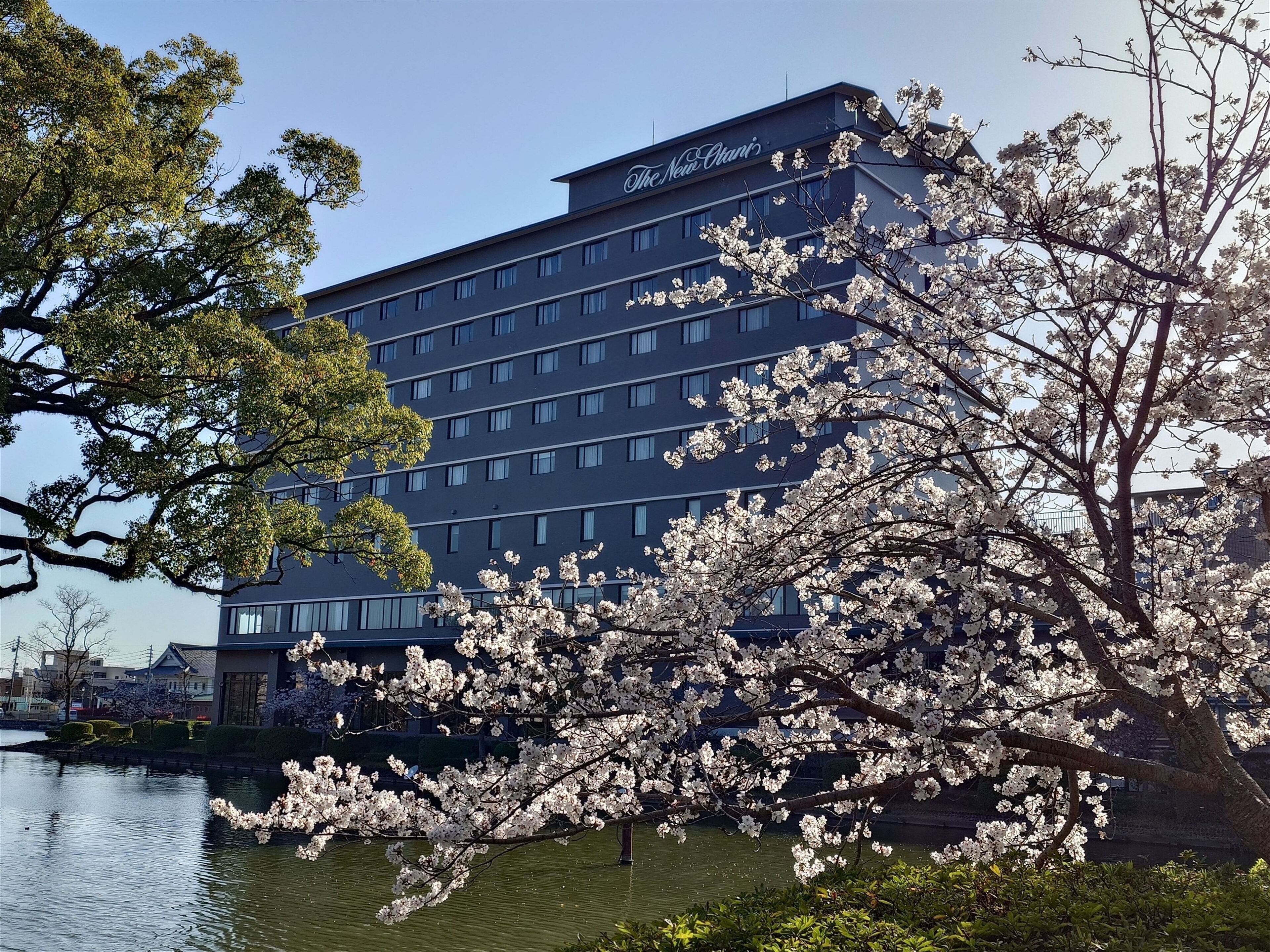 A modern hotel with a flat roof and multiple windows, surrounded by blooming cherry trees and a body of water.