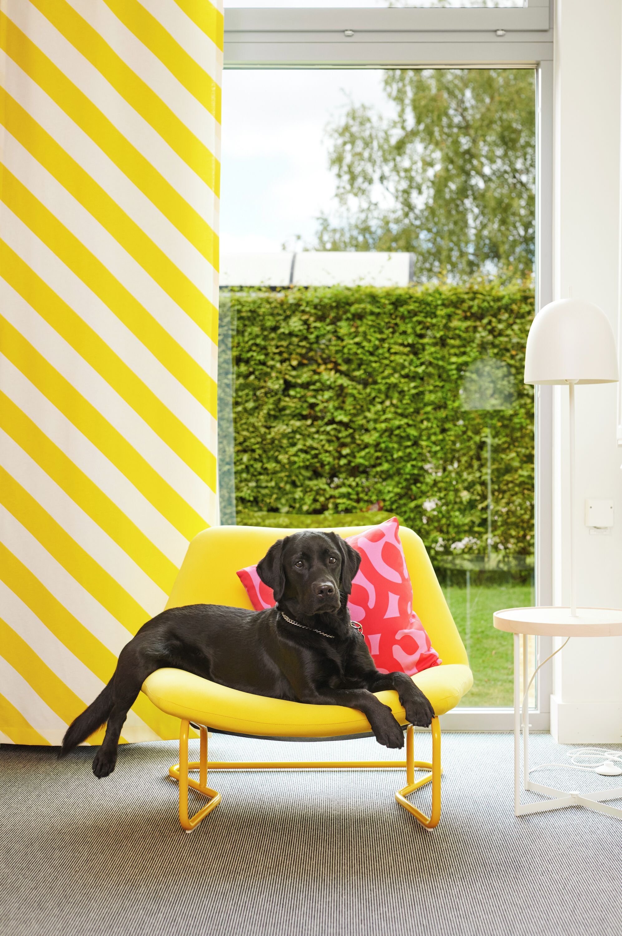 Prestations adaptées aux animaux de compagnie