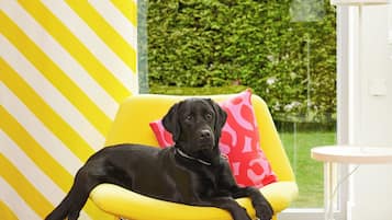 Prestations adaptées aux animaux de compagnie