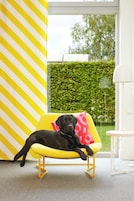 Comodidades para pets