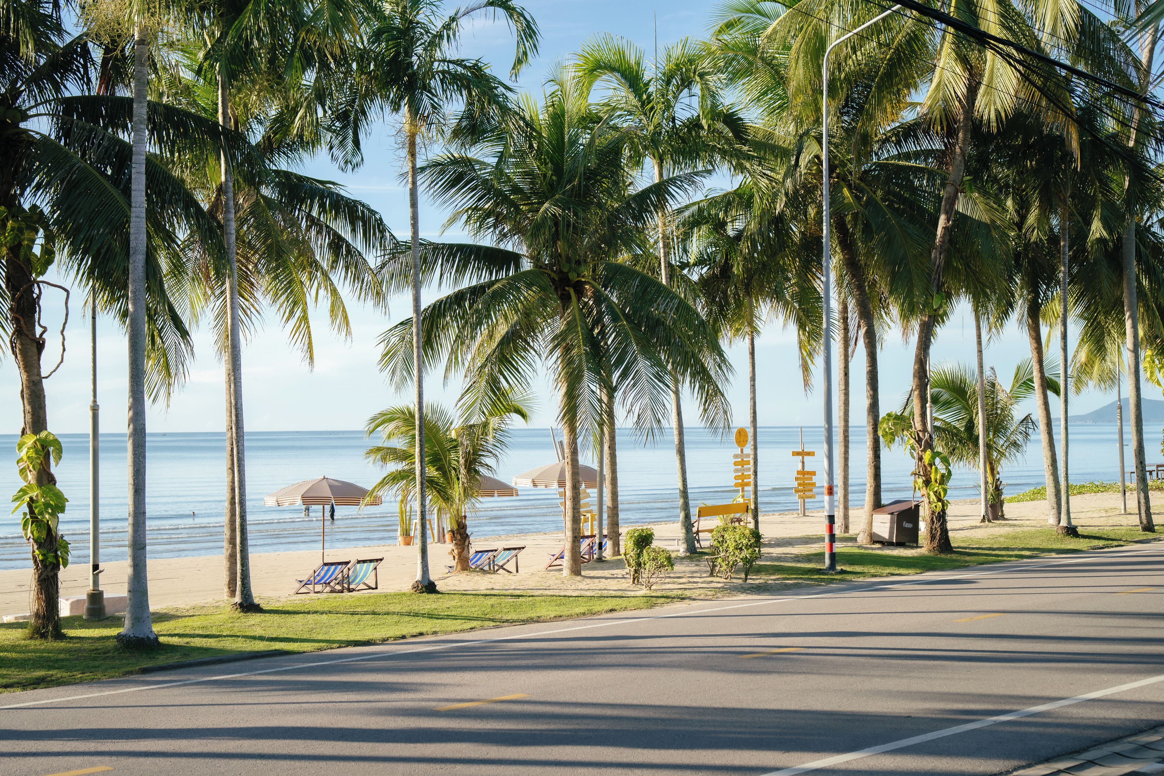 A beachside road with palm trees, beach chairs, and umbrellas.