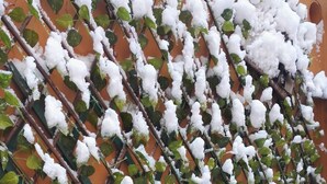 A wall with a climbing plant and snow accumulation. - Guest House Calamatta (Rome)