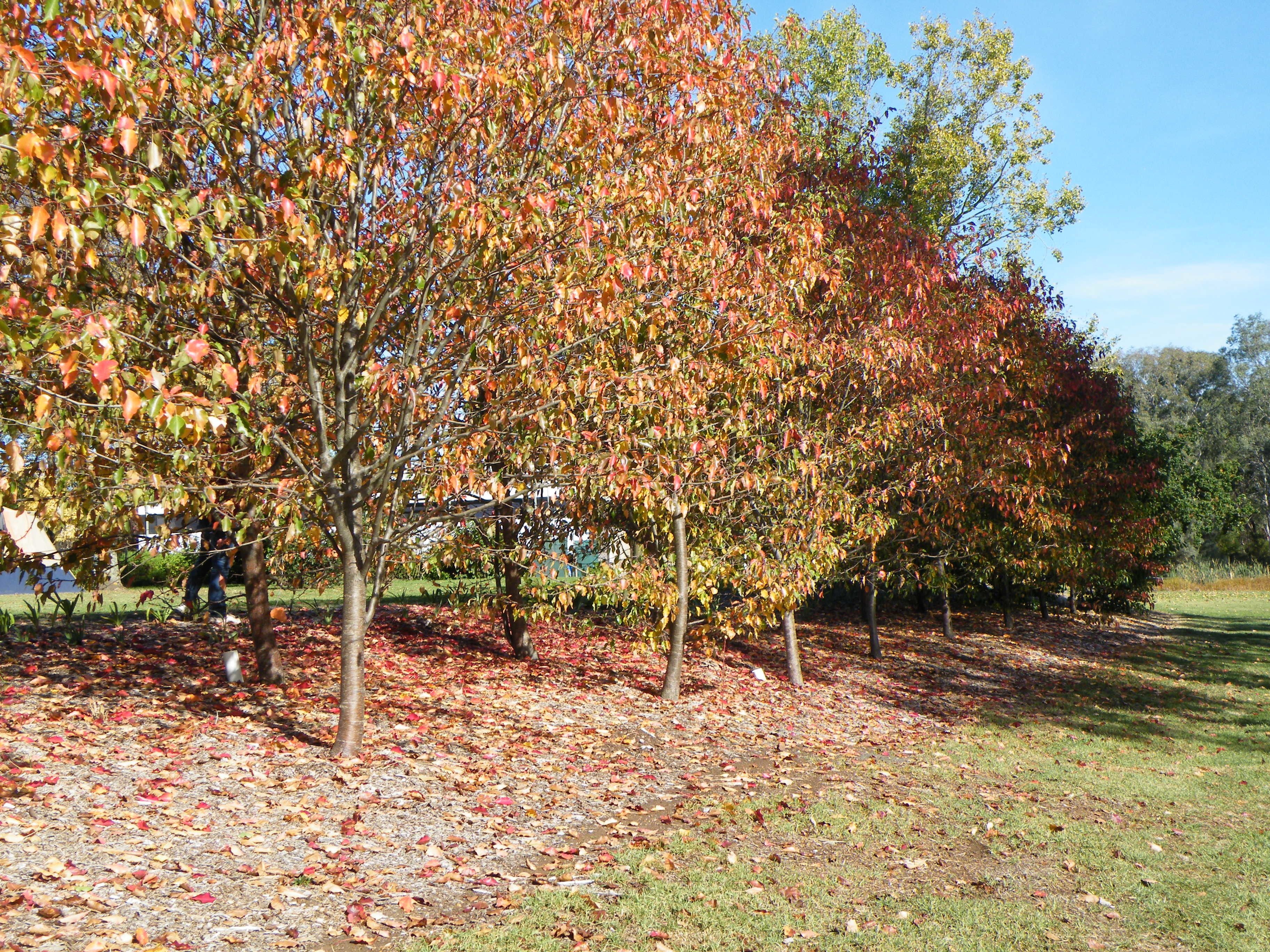 A park with trees displaying autumn foliage, a grassy area, and a building in the background.