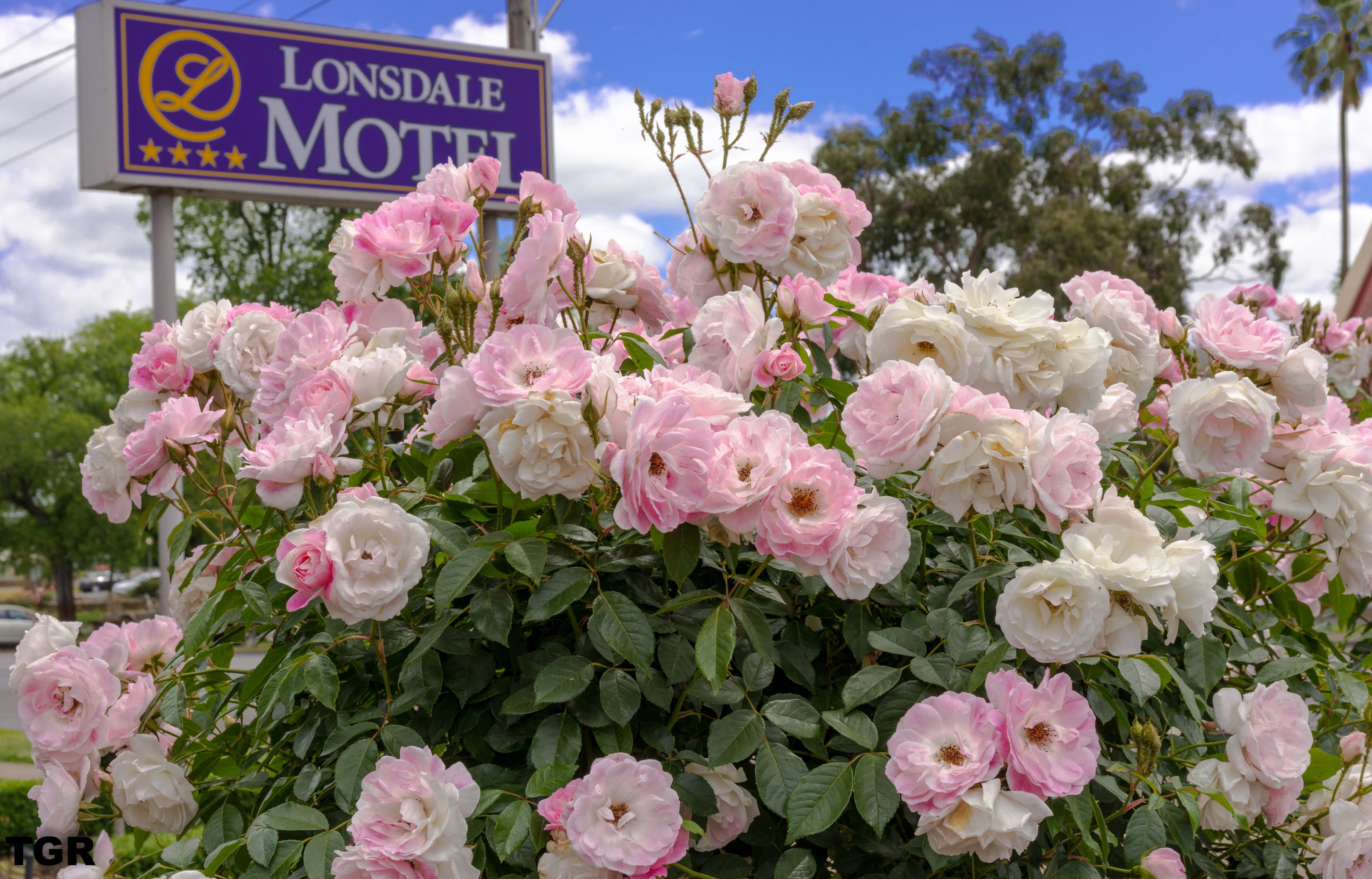 Skilt for Lonsdale Motel med en gruppe lyserøde og hvide roser i forgrunden.
