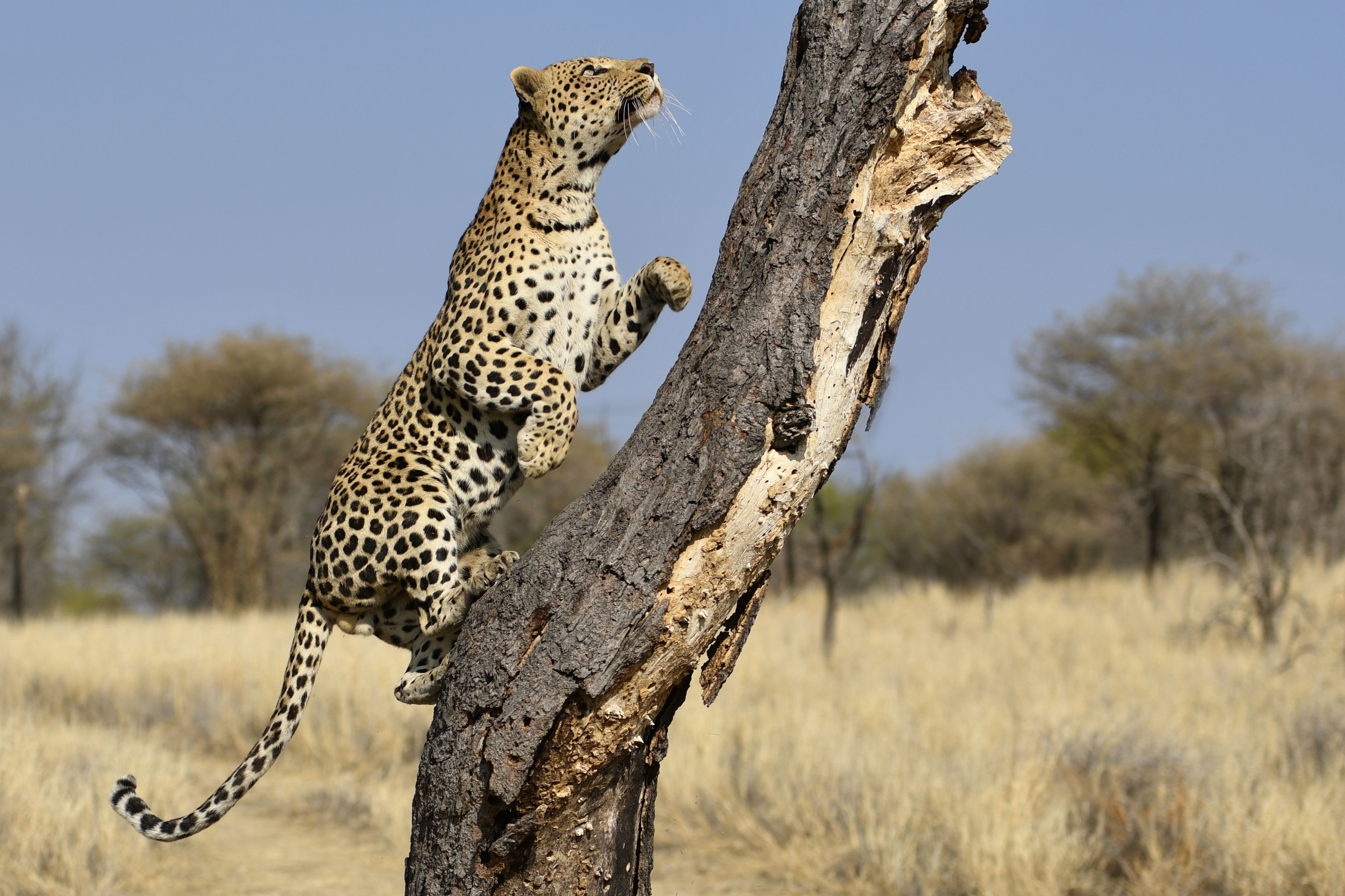 A leopard climbing a tree in a dry grassland with sparse trees in the background.