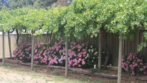 Un jardín con parras y arbustos en flor.
