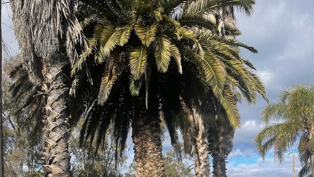 Une piscine à l’eau d’un bleu limpide, entourée de palmiers et délimitée par une clôture en métal.