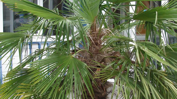 Garden - Budget Hotel - Melun Sud Dammarie Les Lys (Dammarie Les Lys)