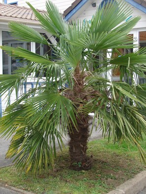Jardín